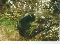 Christine LE GUYADEC - Christine LE GUYADEC