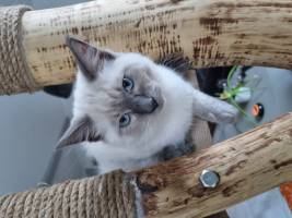 Christine LE GUYADEC - Christine LE GUYADEC