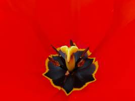 Christine LE GUYADEC - Christine LE GUYADEC